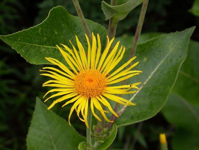Inula helenium zadens - 1 gram | 200 zaden